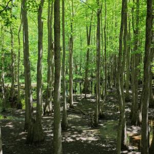 Photo #7 of Off of Kirkman Road, Stokes, NC 157.0 acres