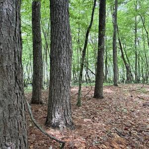 Photo #8 of Off of Kirkman Road, Stokes, NC 157.0 acres