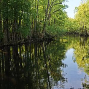 Photo #9 of Off of Kirkman Road, Stokes, NC 157.0 acres