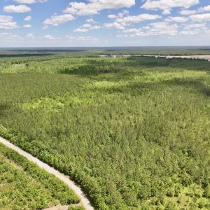 Photo #10 of Off Guinea Mill Rd, Ernul, NC 530.0 acres