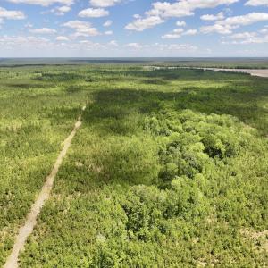Photo #12 of Off Guinea Mill Rd, Ernul, NC 530.0 acres