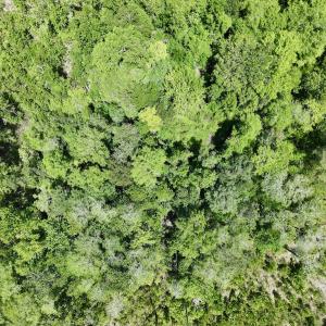 Photo #14 of Off Guinea Mill Rd, Ernul, NC 530.0 acres