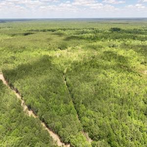 Photo #16 of Off Guinea Mill Rd, Ernul, NC 530.0 acres