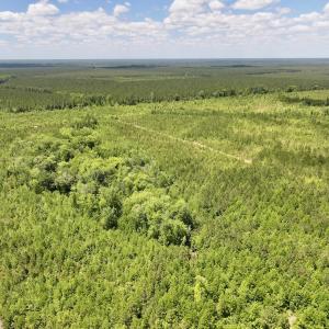 Photo #17 of Off Guinea Mill Rd, Ernul, NC 530.0 acres