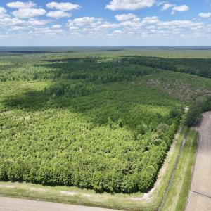 Photo #2 of Off Guinea Mill Rd, Ernul, NC 530.0 acres