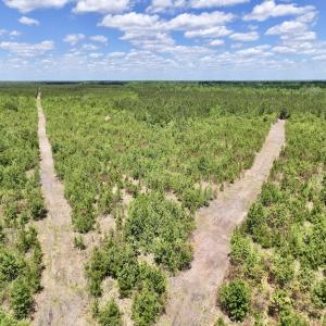 Photo #21 of Off Guinea Mill Rd, Ernul, NC 530.0 acres