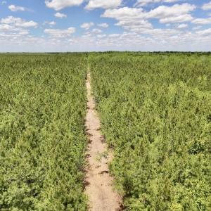 Photo #22 of Off Guinea Mill Rd, Ernul, NC 530.0 acres