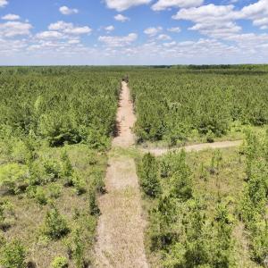 Photo #23 of Off Guinea Mill Rd, Ernul, NC 530.0 acres