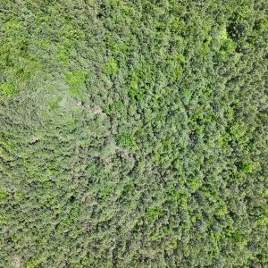 Photo #24 of Off Guinea Mill Rd, Ernul, NC 530.0 acres