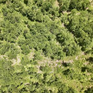 Photo #25 of Off Guinea Mill Rd, Ernul, NC 530.0 acres