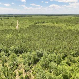 Photo #26 of Off Guinea Mill Rd, Ernul, NC 530.0 acres