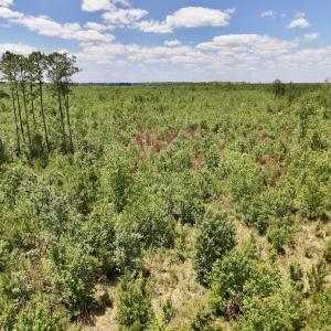 Photo #28 of Off Guinea Mill Rd, Ernul, NC 530.0 acres