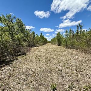Photo #29 of Off Guinea Mill Rd, Ernul, NC 530.0 acres