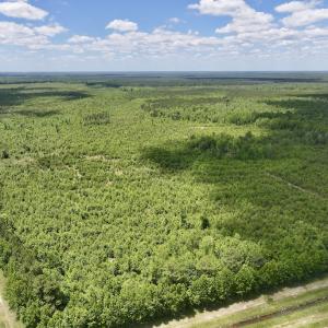 Photo #3 of Off Guinea Mill Rd, Ernul, NC 530.0 acres
