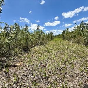 Photo #31 of Off Guinea Mill Rd, Ernul, NC 530.0 acres