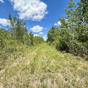 Photo #34 of Off Guinea Mill Rd, Ernul, NC 530.0 acres