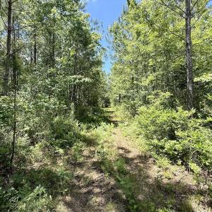 Photo #35 of Off Guinea Mill Rd, Ernul, NC 530.0 acres