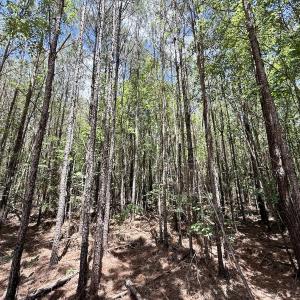 Photo #38 of Off Guinea Mill Rd, Ernul, NC 530.0 acres