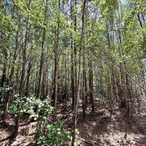 Photo #39 of Off Guinea Mill Rd, Ernul, NC 530.0 acres
