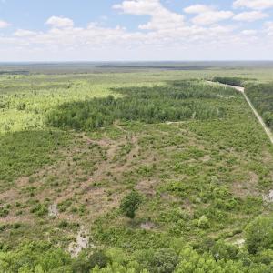Photo #4 of Off Guinea Mill Rd, Ernul, NC 530.0 acres