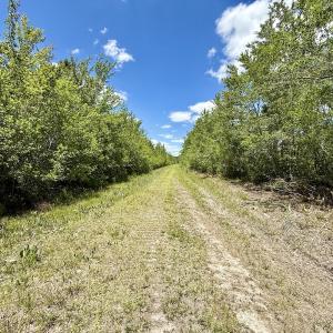 Photo #40 of Off Guinea Mill Rd, Ernul, NC 530.0 acres