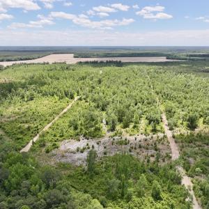 Photo #7 of Off Guinea Mill Rd, Ernul, NC 530.0 acres