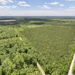 Photo #8 of Off Guinea Mill Rd, Ernul, NC 530.0 acres