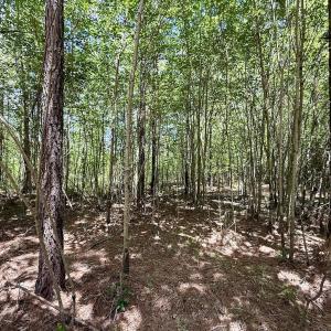 Photo #41 of Off Guinea Mill Rd, Ernul, NC 530.0 acres