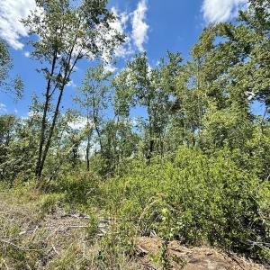 Photo #43 of Off Guinea Mill Rd, Ernul, NC 530.0 acres