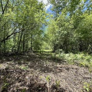 Photo #44 of Off Guinea Mill Rd, Ernul, NC 530.0 acres