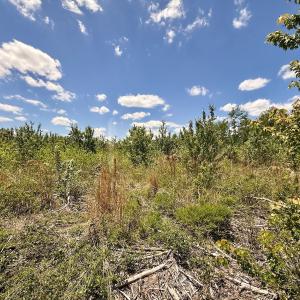 Photo #45 of Off Guinea Mill Rd, Ernul, NC 530.0 acres