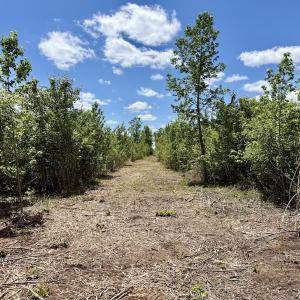 Photo #46 of Off Guinea Mill Rd, Ernul, NC 530.0 acres