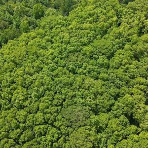 Photo #16 of 431 Icaria Rd, Tyner, NC 72.0 acres