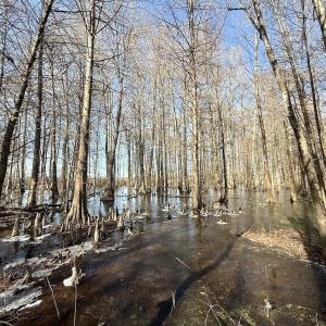 Photo #40 of 431 Icaria Rd, Tyner, NC 72.0 acres