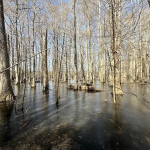 Photo #43 of 431 Icaria Rd, Tyner, NC 72.0 acres