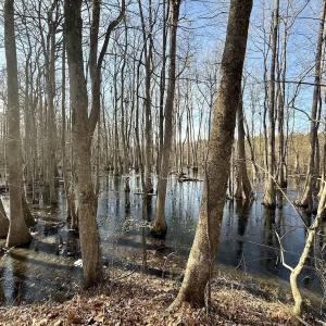 Photo #46 of 431 Icaria Rd, Tyner, NC 72.0 acres