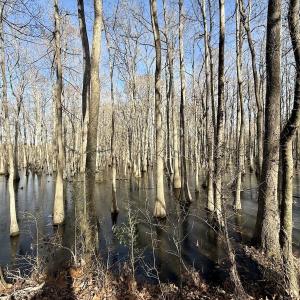 Photo #48 of 431 Icaria Rd, Tyner, NC 72.0 acres