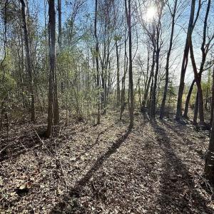 Photo #50 of 431 Icaria Rd, Tyner, NC 72.0 acres