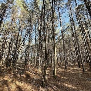Photo #54 of 431 Icaria Rd, Tyner, NC 72.0 acres