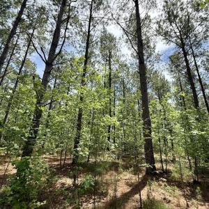 Photo #24 of Off of Skeeter Pond Rd, Grifton, NC 89.2 acres