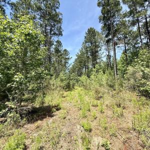 Photo #25 of Off of Skeeter Pond Rd, Grifton, NC 89.2 acres