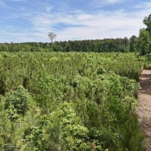 Photo #40 of Off of Skeeter Pond Rd, Grifton, NC 89.2 acres
