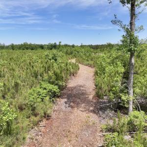 Photo #41 of Off of Skeeter Pond Rd, Grifton, NC 89.2 acres