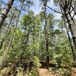 Photo #45 of Off of Skeeter Pond Rd, Grifton, NC 89.2 acres