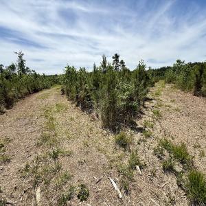 Photo #48 of Off of Skeeter Pond Rd, Grifton, NC 89.2 acres