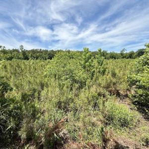 Photo #50 of Off of Skeeter Pond Rd, Grifton, NC 89.2 acres