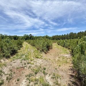 Photo #51 of Off of Skeeter Pond Rd, Grifton, NC 89.2 acres