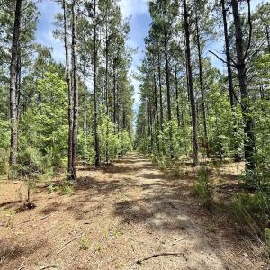 Photo #56 of Off of Skeeter Pond Rd, Grifton, NC 89.2 acres