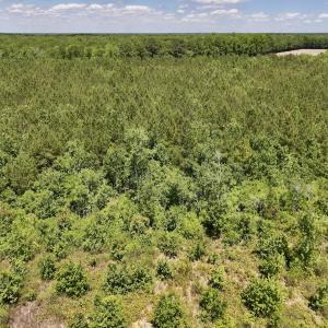 Photo #11 of Off of Guinea Mill Rd, Ernul, NC 135.0 acres
