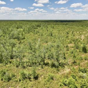 Photo #19 of Off of Guinea Mill Rd, Ernul, NC 135.0 acres